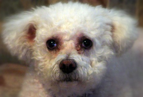 bichon frise puppies breeders.PNG
