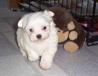 maltese puppy20.jpg

