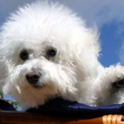 Bichon Frise puppy in white with pubby hair.PNG
