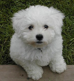 Bichon Frise puppy looking straight up to the camera.PNG
