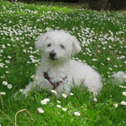 Bichon Frise Puppy on the bright green grass with full of small white flowers.PNG
