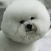 Bichon Frise Puppy with cool hairstyle.PNG
