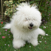 Bichon Frise Puppy with long messy hair.PNG
