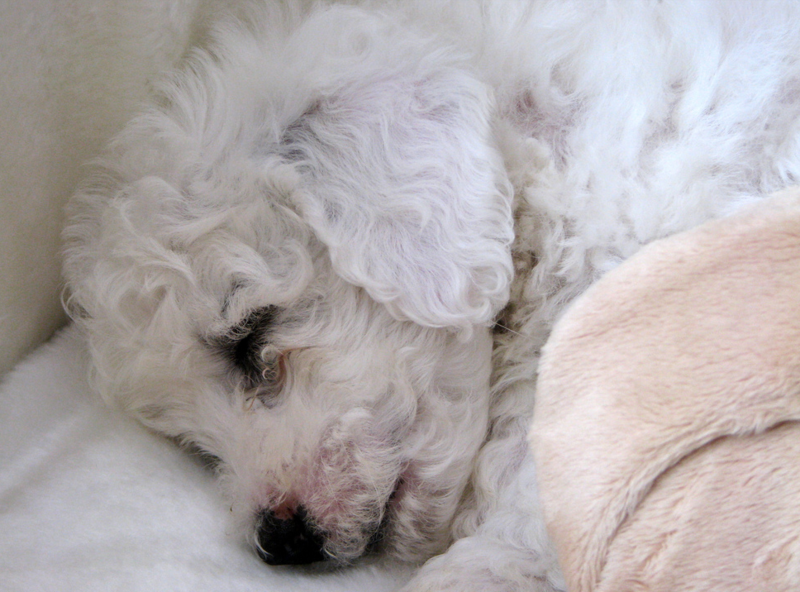 Close up photo of sleepy Bichon Frise Puppy.PNG
