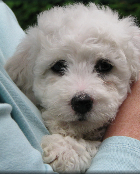 Close up picture of Bichon Frise Puppy in white.PNG
