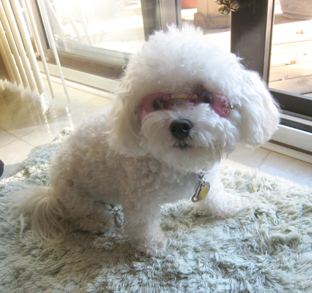 Cool looking Bichon Frise Puppy with pink sunglasses.PNG

