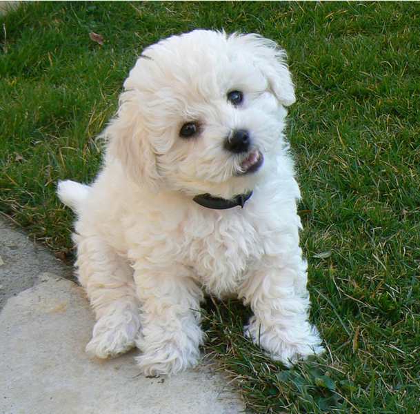 Photo of lovely Bichon Frise Puppy in white looking at the camera