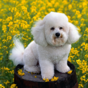 French Bichon Frise puppy in the yellow flower field.PNG
