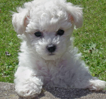French bichon frise puppy pictures.PNG
