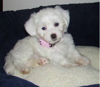 Image of Bichon Frise puppy on the its dog bed.PNG

