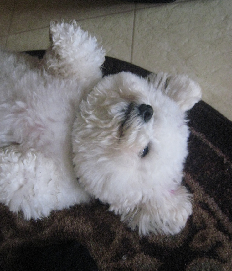 Image of bichons frise sleeping on its back looking so cute and funnny.PNG
