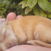 Newborn bichon frise chihuahua puppy in tan.PNG
