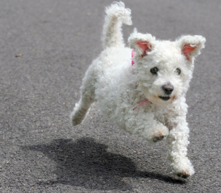 Photo of Bichon Frise dog puppy on running.PNG
