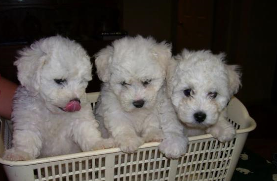 Picture of bichon frise breaders in laundry basket.PNG
