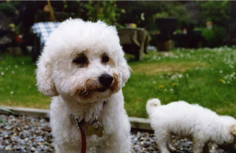 Picture of bichon frise dogs.PNG
