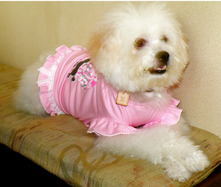 Picture of bichon frise in pink.PNG
