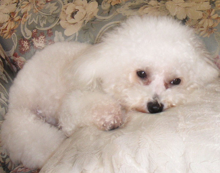 Picture of bichon frise mix.PNG
