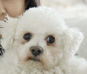 Picture of Bichon Frise Puppy.PNG
