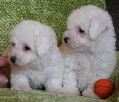 Picture of teacup bichon frise puppy.PNG
