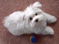 maltese puppy picture.jpg
