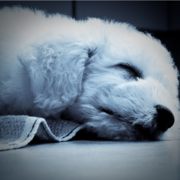 Sleepy Bichon Frise Puppy Pictures.PNG
