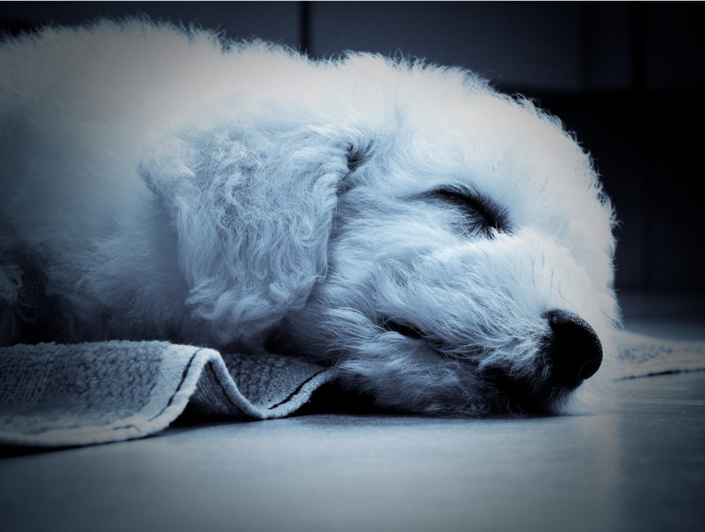 Sleepy Bichon Frise Puppy Pictures.PNG
