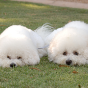 Two bichon frise dog breeders laying on the grass looking so cute and funny.PNG
