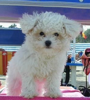 White bichon frise dog breeder pic.PNG

