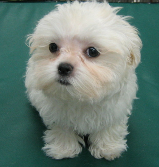 Young bichon frise maltese puppy.PNG
