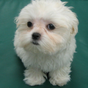 Young bichon frise maltese puppy.PNG
