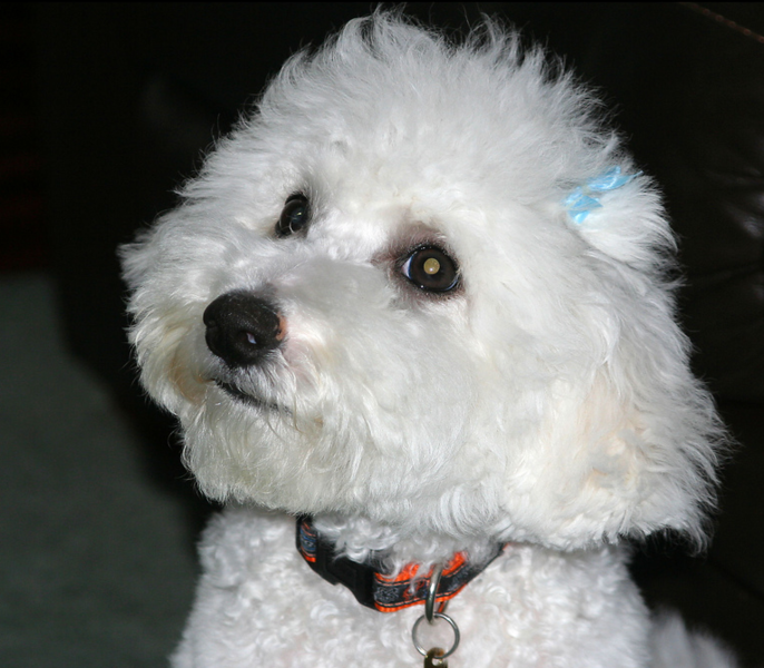 Young Bichon Frise Puppy Face Image.PNG

