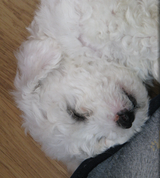 Young Bichon Frise Puppy in deep sleep.PNG
