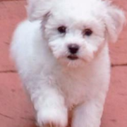 White hairy Bichon Frise puppy on running.PNG
