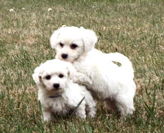 White purebred bichon frise puppies picture.PNG
