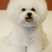 Young Bichon Frise French puppy picture looking beautiful.PNG
