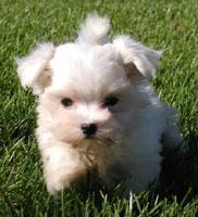 maltese puppy_ running on the grass.jpg
