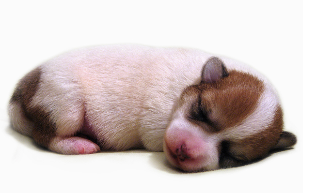 Young jack russell bichon frise puppy in deep sleep looking so cute.PNG
