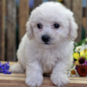 Young purebred bichon frise puppy pictures in white.PNG
