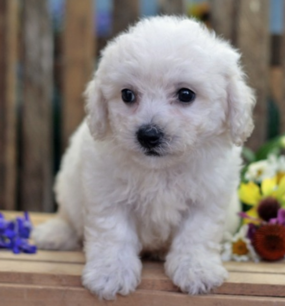 Young purebred bichon frise puppy pictures in white.PNG
