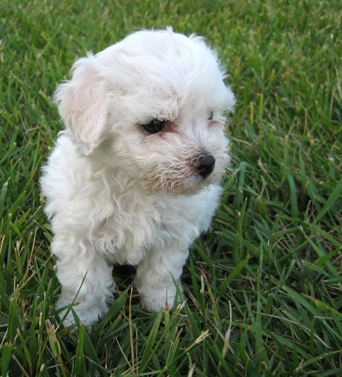 Young Bichon Frise Puppy on the grass.PNG
