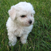 Young Bichon Frise Puppy on the grass.PNG
