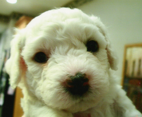 Young Bichon Frise Puppy.PNG
