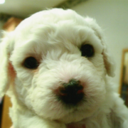 Young Bichon Frise Puppy.PNG
