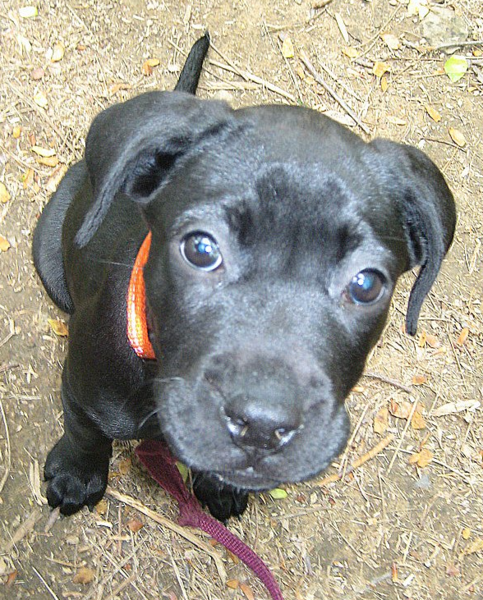 Boxador dog puppy in black looking up to the camera.PNG
