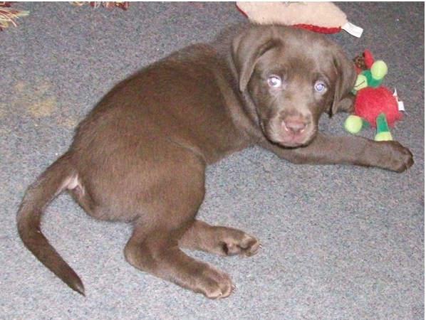 Brown boxador puppy picture playing with its toy.PNG
