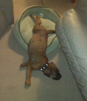 Funny Boxador puppy sleeping.PNG
