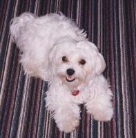 maltese puppy_white.jpg
