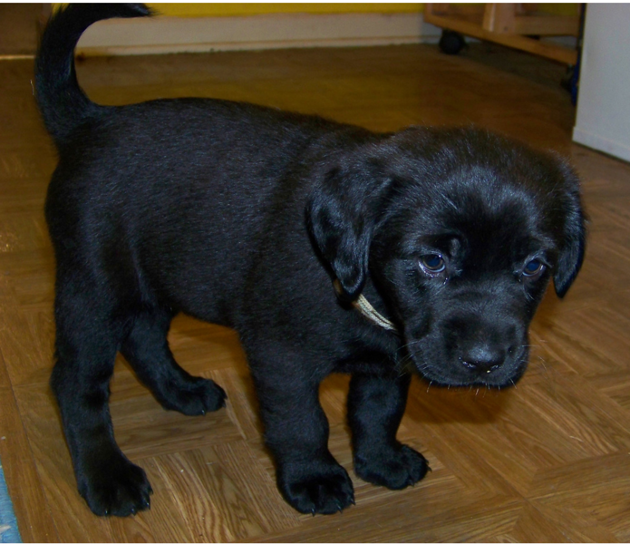 Young Boxador puppy in rich black.PNG
