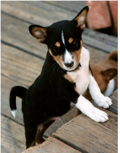 Standing up Basenji puppy images in white and black.PNG
