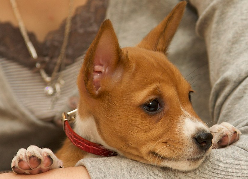 Basenji puppy face pictures.PNG
